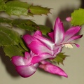 Schlumbergera hybr Sob (2507 відвідувань) Schlumbergera hybr Sob