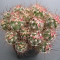 Sclerocactus parviflorus ssp  havasupaiensis  RP 123