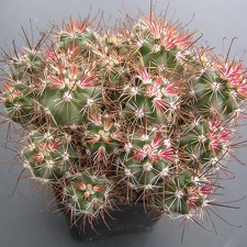 Sclerocactus parviflorus ssp  havasupaiensis  RP 123