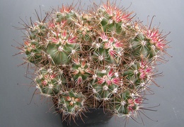 Sclerocactus parviflorus ssp  havasupaiensis  RP 123