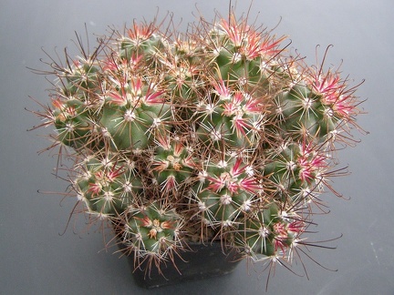 Sclerocactus parviflorus ssp  havasupaiensis  RP 123