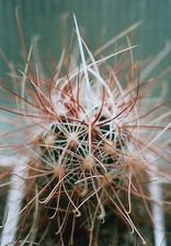 Sclerocactus polyancistrus SB 1773
