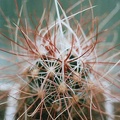 Sclerocactus polyancistrus SB 1773
