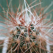 Sclerocactus polyancistrus SB 1773