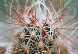 Sclerocactus polyancistrus SB 1773