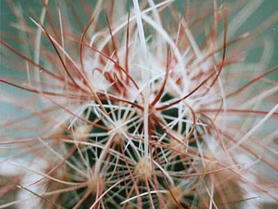 Sclerocactus polyancistrus SB 1773