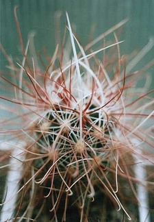 Sclerocactus polyancistrus SB 1773