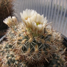 Sclerocactus wrightiae