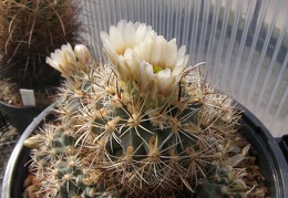 Sclerocactus wrightiae