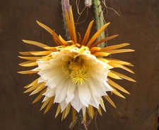 Selenicereus  grandiflorus 
