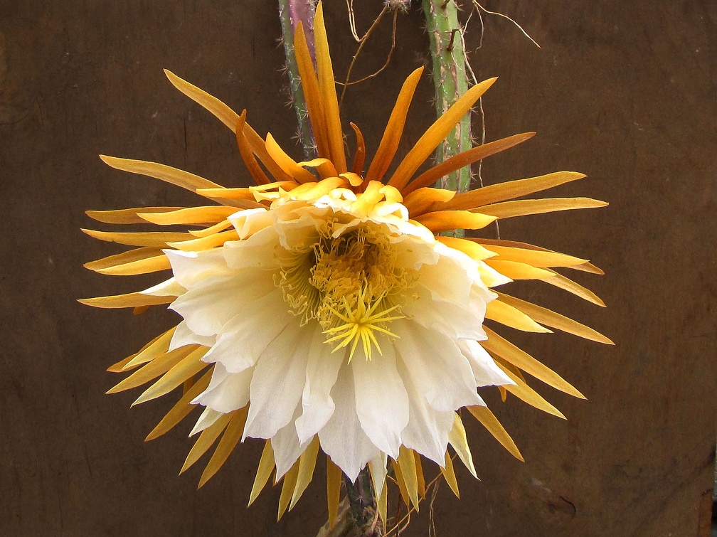 Selenicereus  grandiflorus 