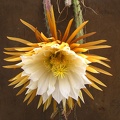 Selenicereus  grandiflorus 