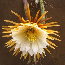 Selenicereus  grandiflorus 