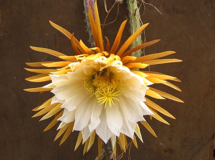 Selenicereus  grandiflorus 