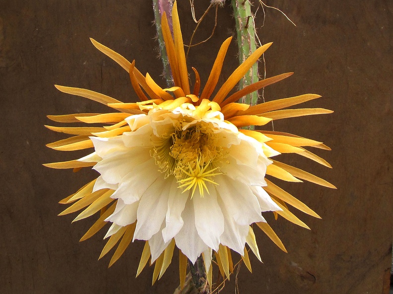 Selenicereus  grandiflorus 