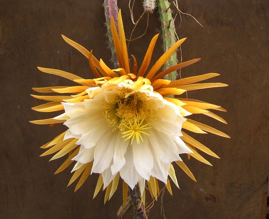 Selenicereus  grandiflorus 