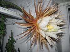 Selenicereus grandiflorus Pl FG