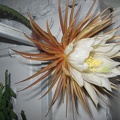 Selenicereus grandiflorus Pl FG