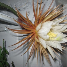 Selenicereus grandiflorus Pl FG