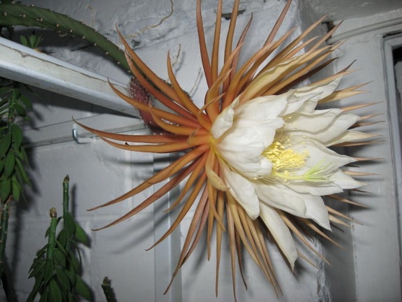 Selenicereus grandiflorus Pl FG