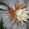 Selenicereus_grandiflorus_Pl_FG.jpg