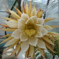 Selenicereus grandiflorus  1 bilyk FG