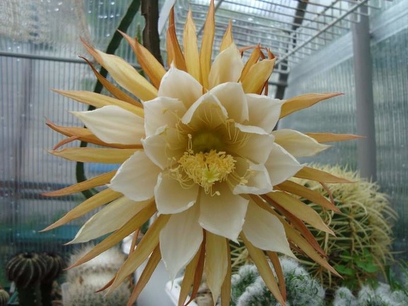 Selenicereus grandiflorus  1 bilyk FG