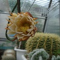 Selenicereus grandiflorus  2 bilyk FG