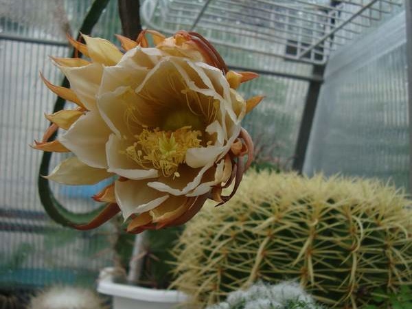 Selenicereus grandiflorus  2 bilyk FG