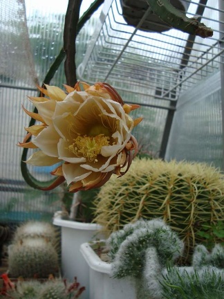 Selenicereus grandiflorus  2 bilyk FG