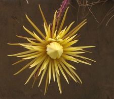 Selenicereus knuthianus 