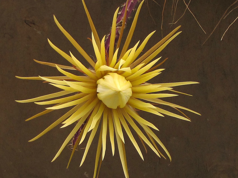 Selenicereus knuthianus 