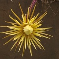 Selenicereus knuthianus 