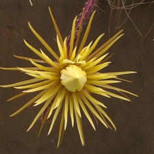 Selenicereus knuthianus 