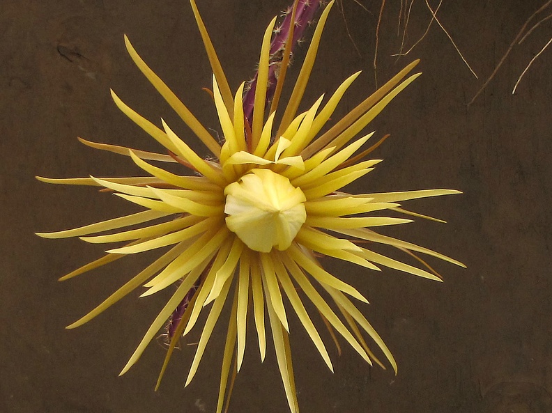 Selenicereus knuthianus 