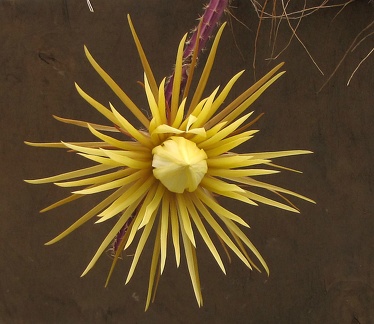 Selenicereus knuthianus 