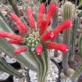 Seticereus roezlii