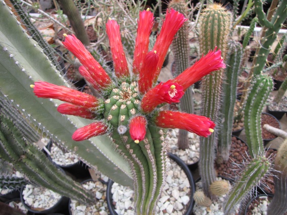 Seticereus roezlii