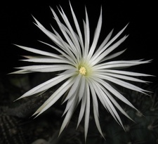 Setiechinopsis mirabilis