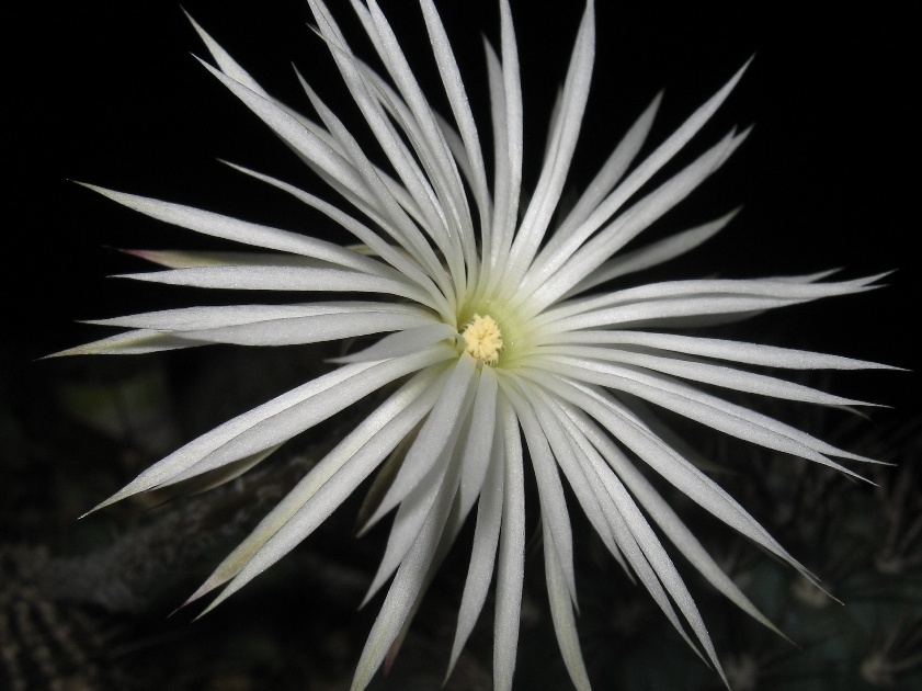 Setiechinopsis mirabilis