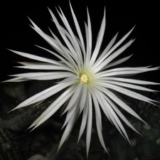 Setiechinopsis mirabilis