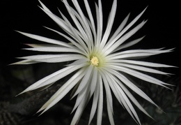 Setiechinopsis mirabilis