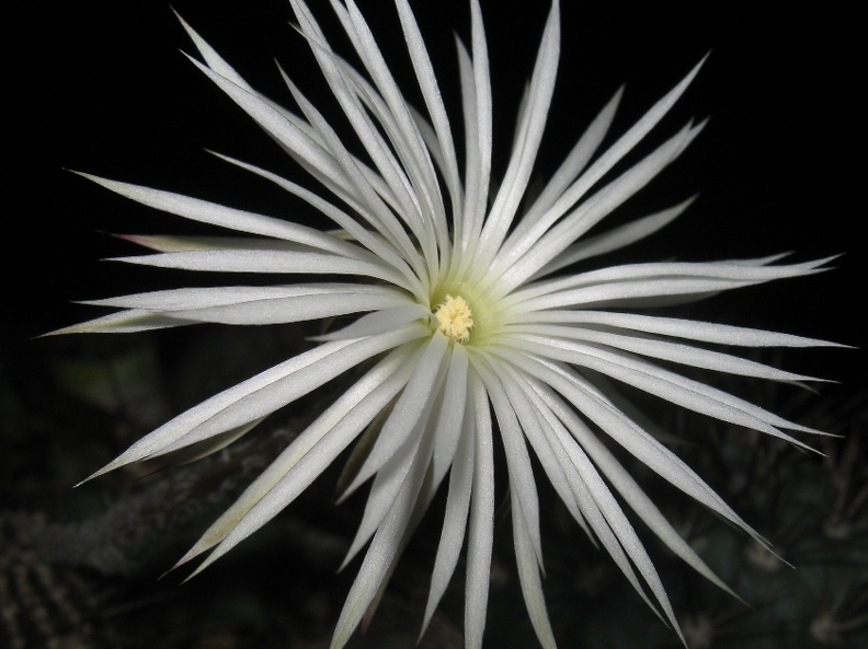 Setiechinopsis mirabilis