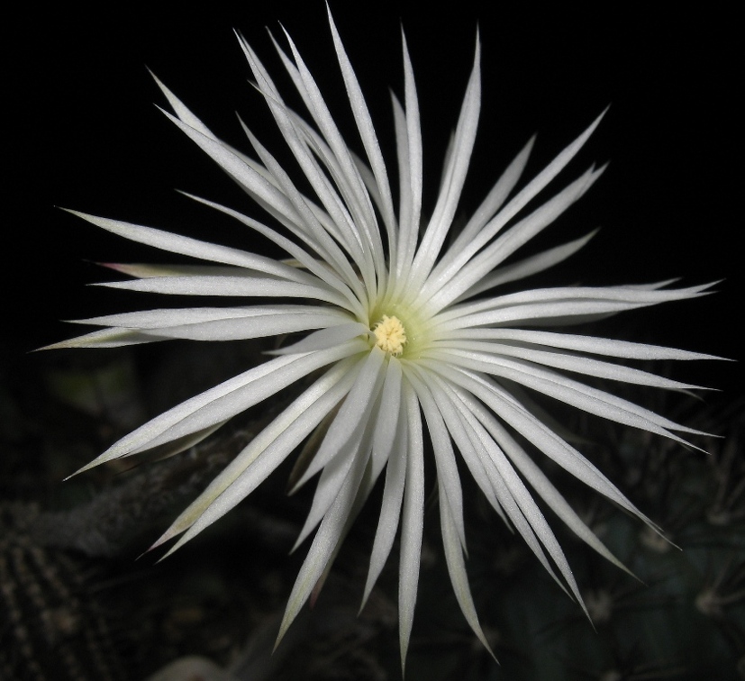 Setiechinopsis mirabilis