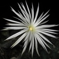 Setiechinopsis_mirabilis.jpg