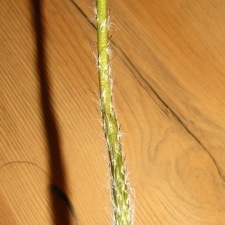 Setiechinopsis mirabilis 001