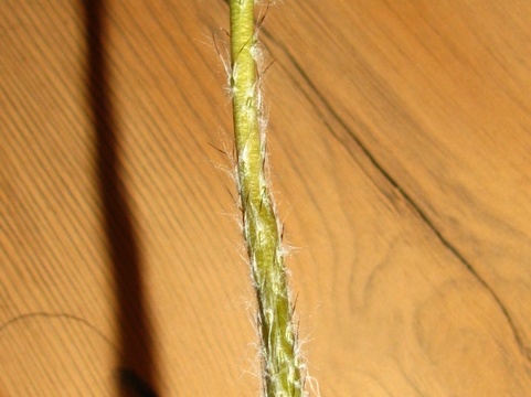 Setiechinopsis mirabilis 001