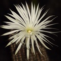 Setiechinopsis mirabilis S FG
