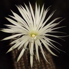 Setiechinopsis mirabilis S FG