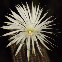 Setiechinopsis (Echinopsis)